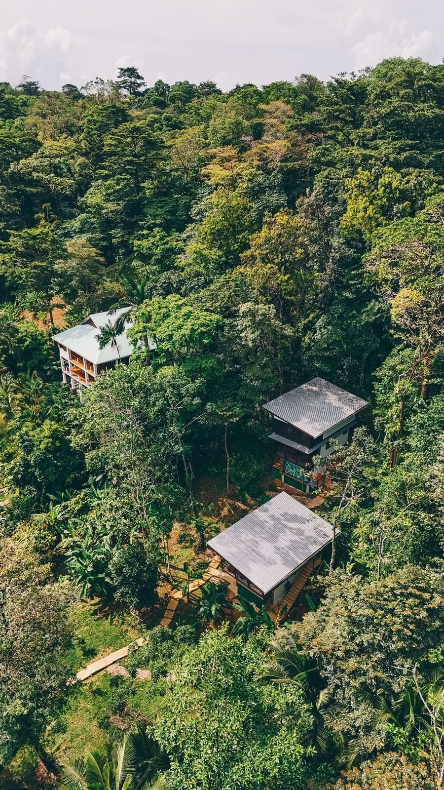 lunar jungle collective