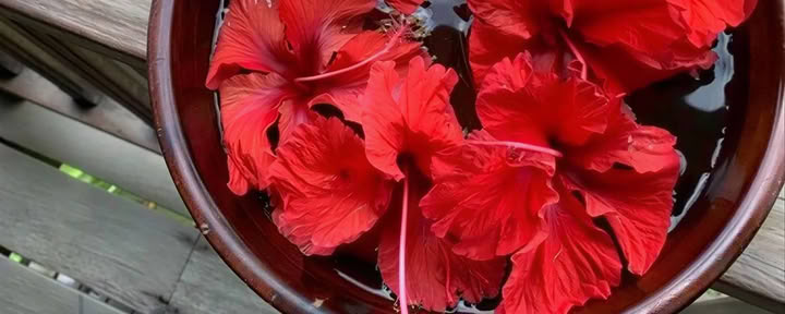 Florecer Wellness Retreat Package