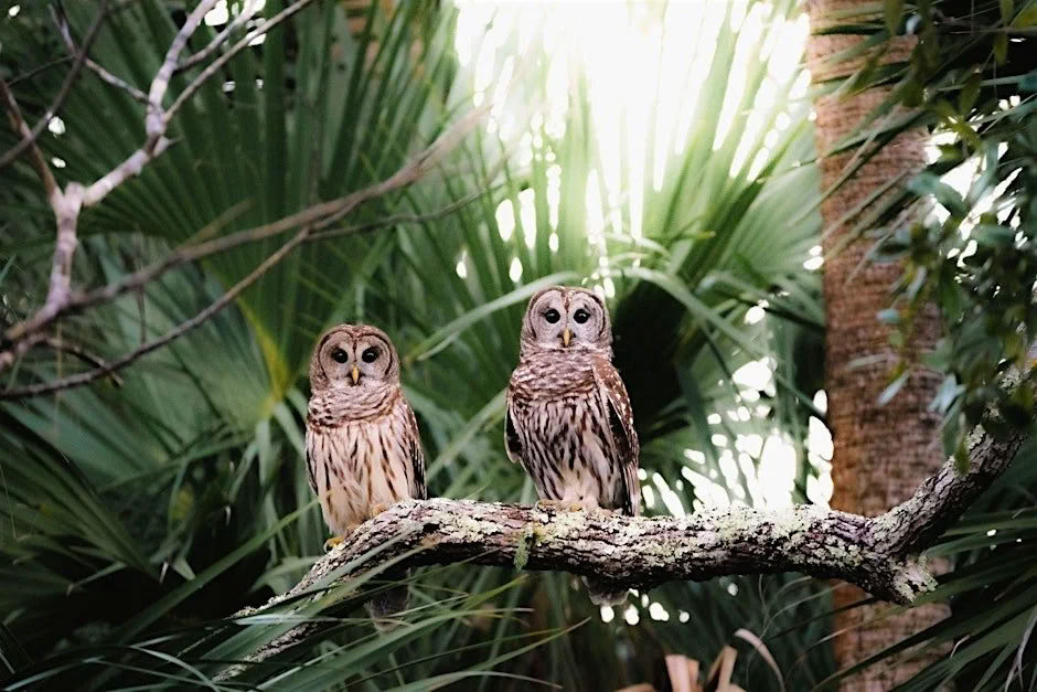 Nature Eco Tour