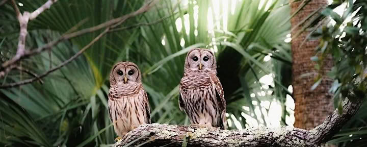 Nature Eco Tour