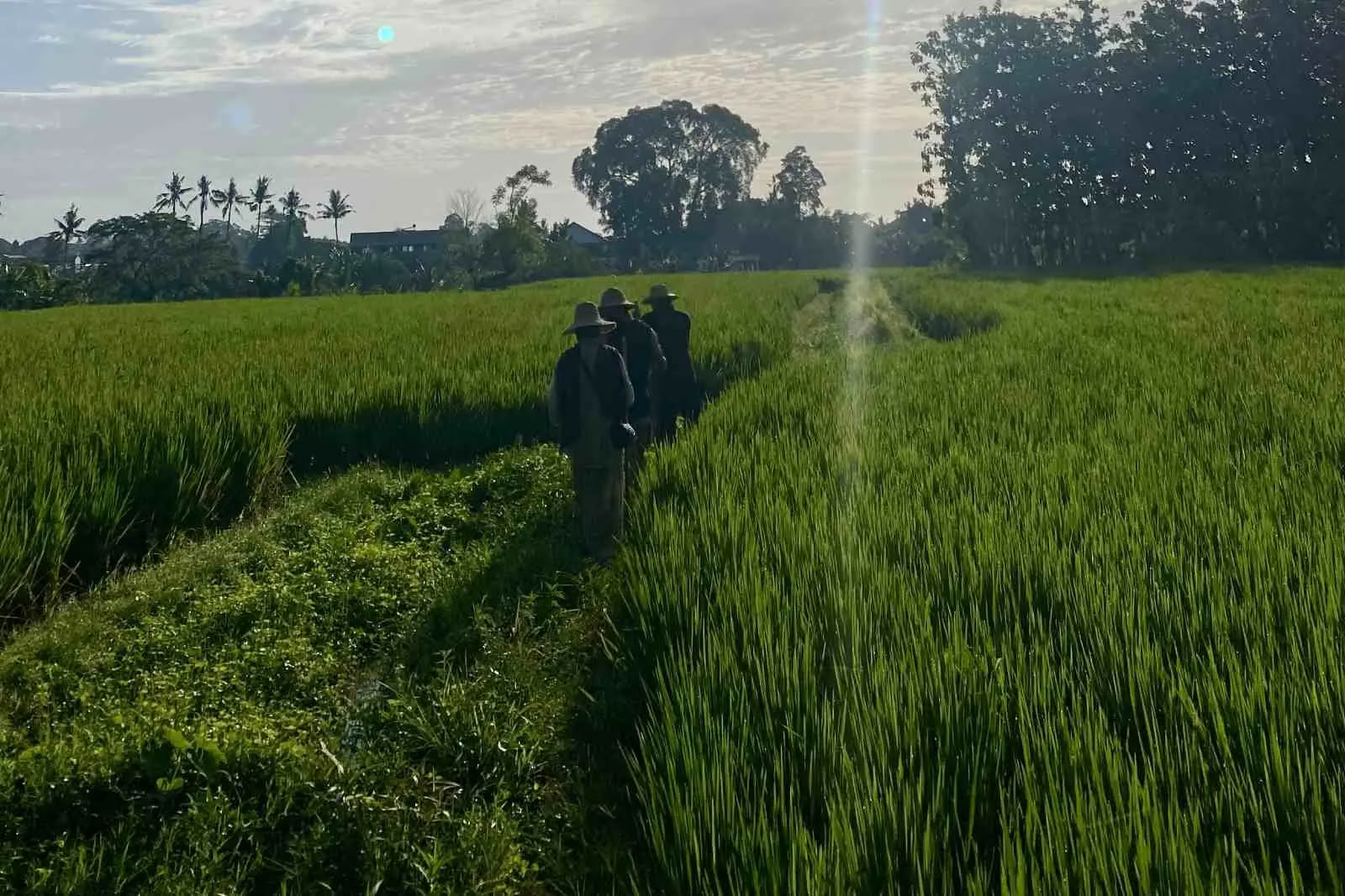Complimentary Morning Walk