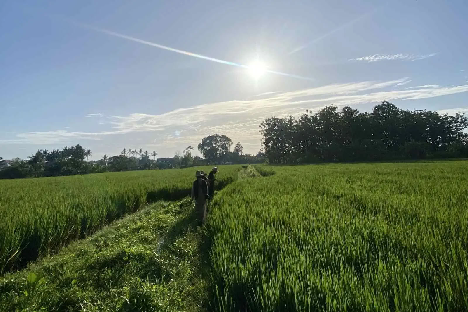 Complimentary Morning Walk