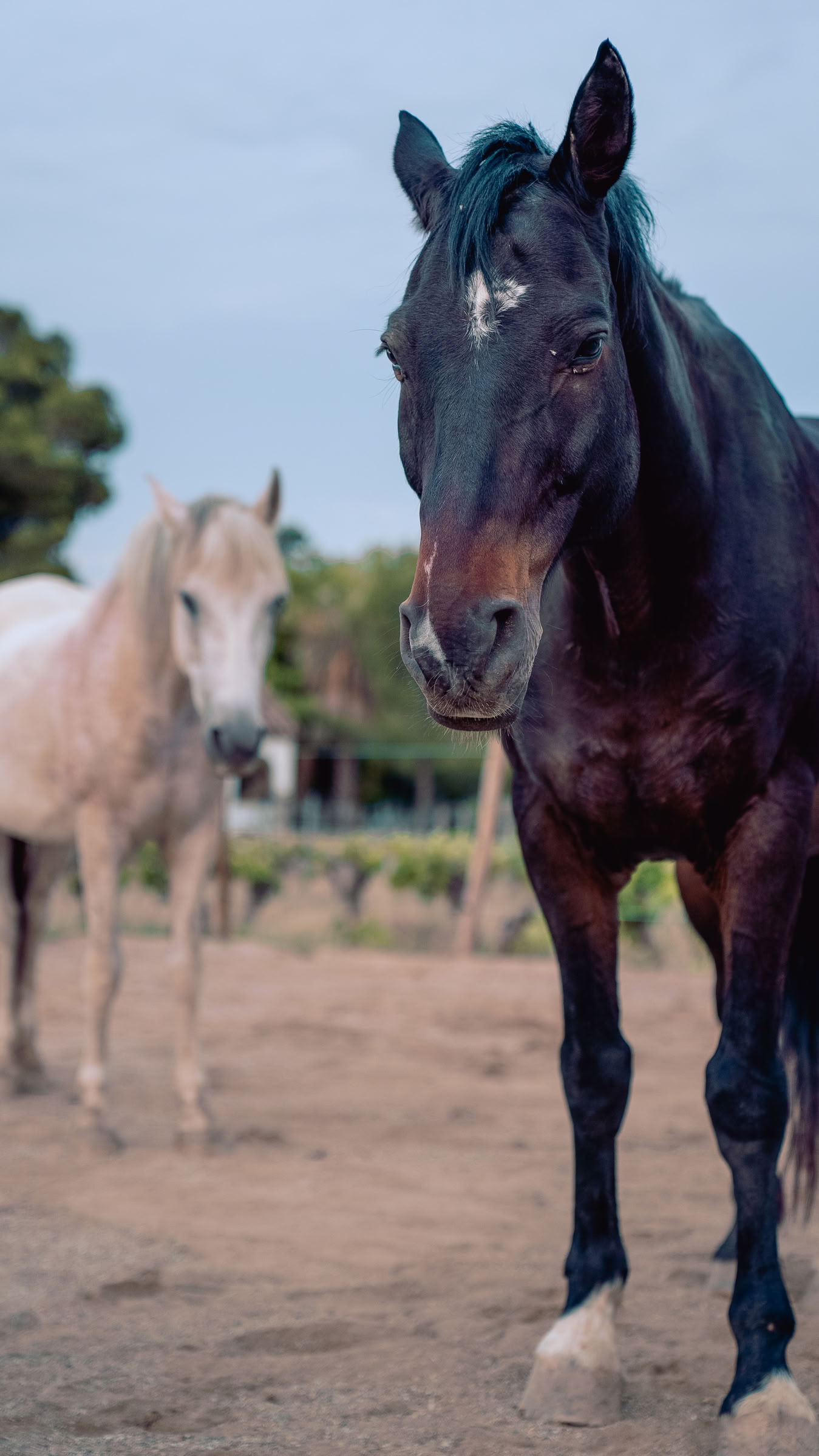 Yoga & Healing with Horses