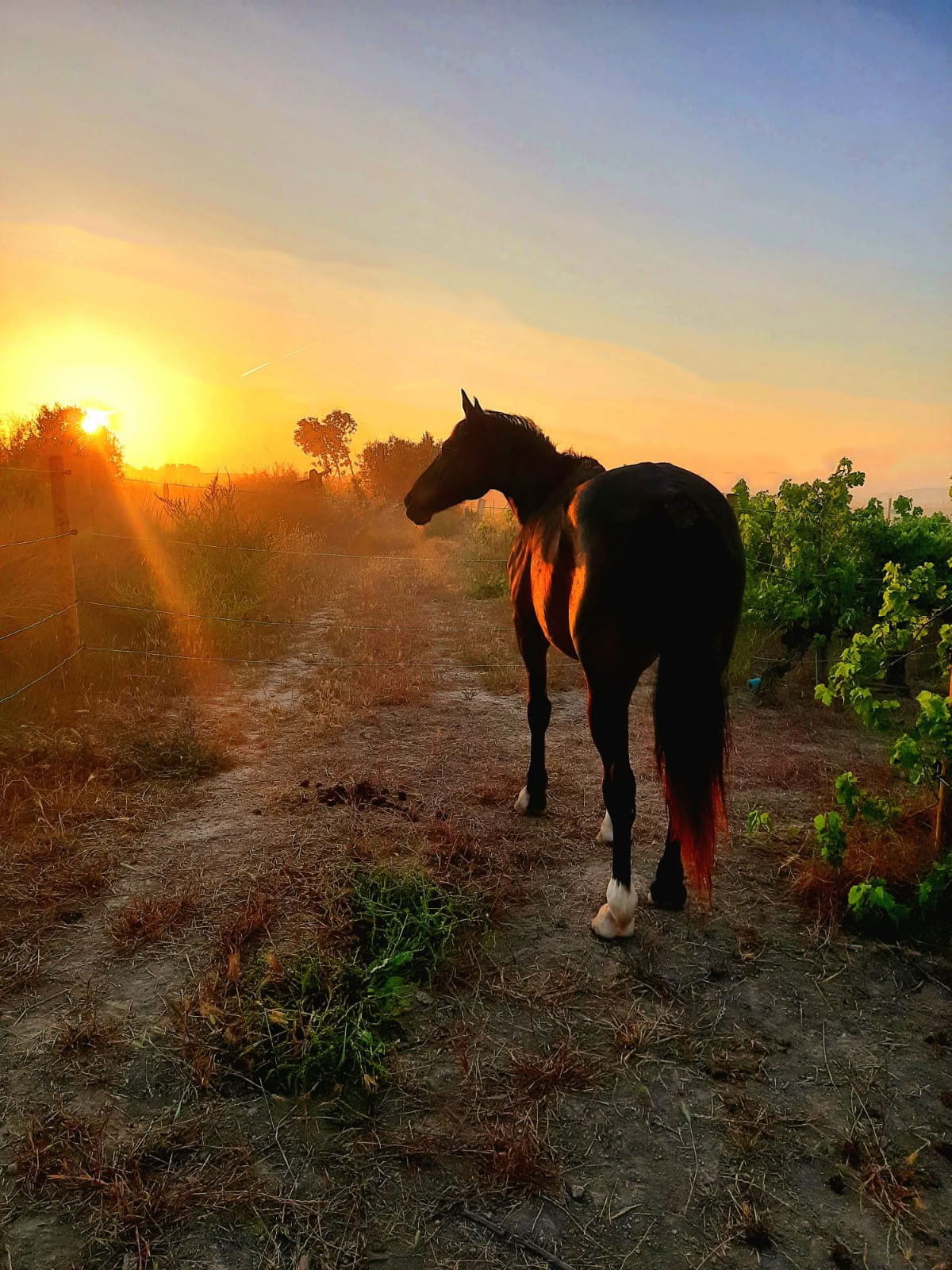 Yoga & Healing with Horses