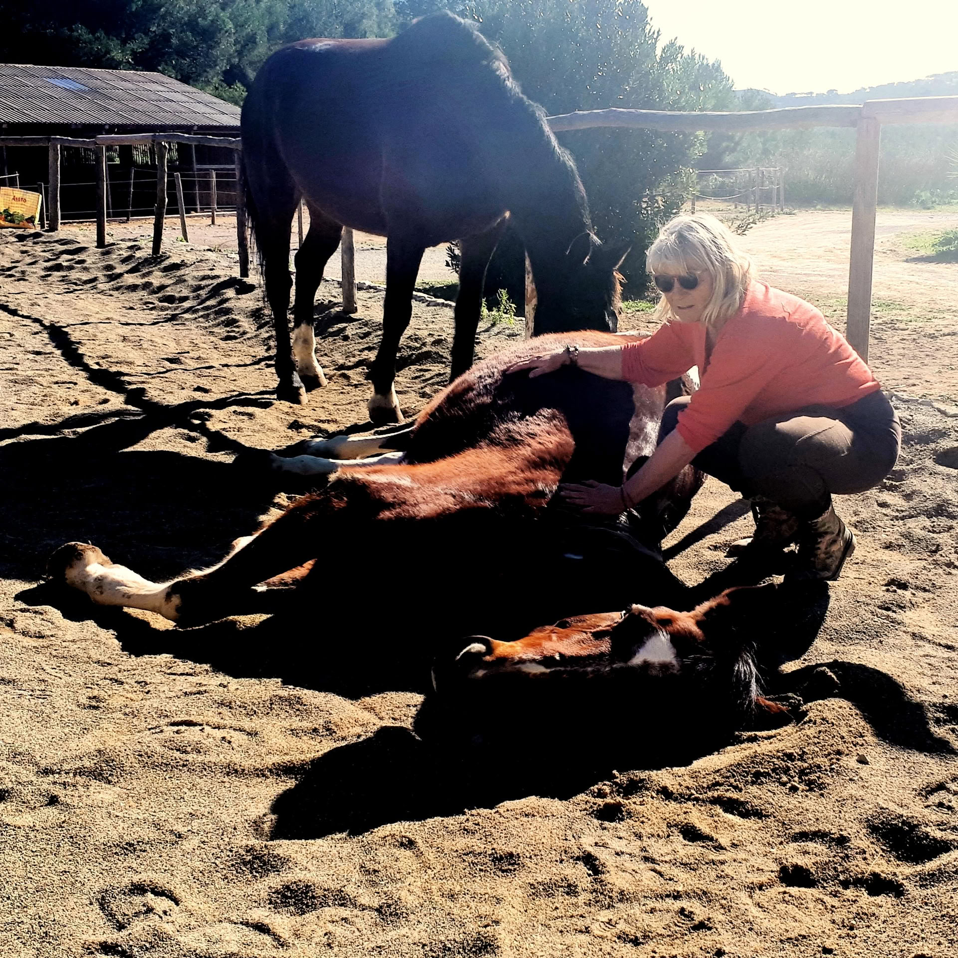 Yoga & Healing with Horses