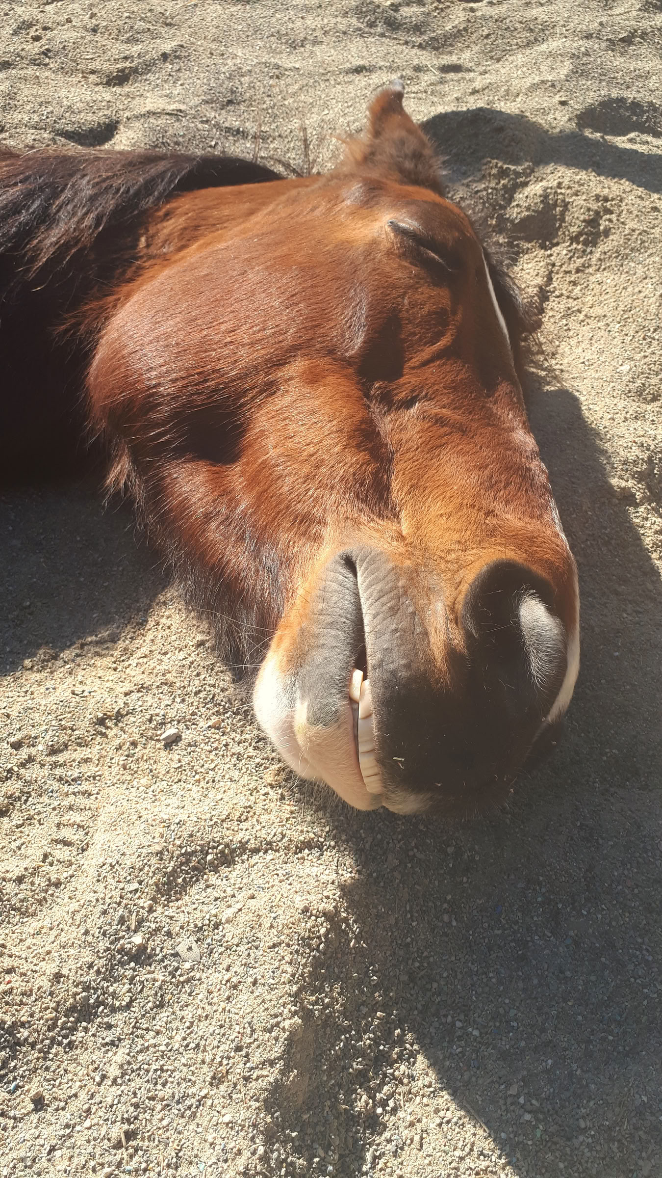 Yoga & Healing with Horses