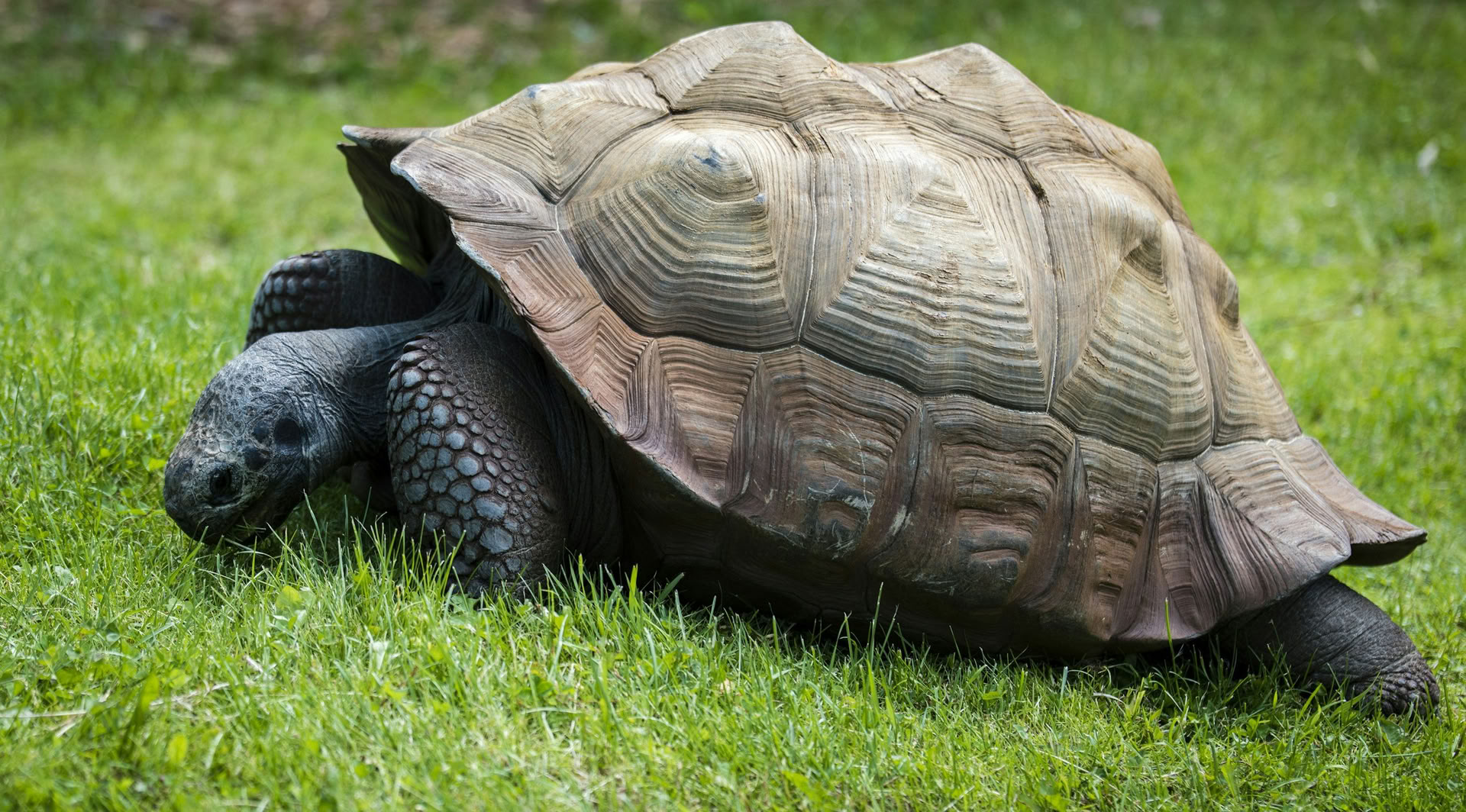 Turtle Medicine: Yoga, Breath & Writing Retreat