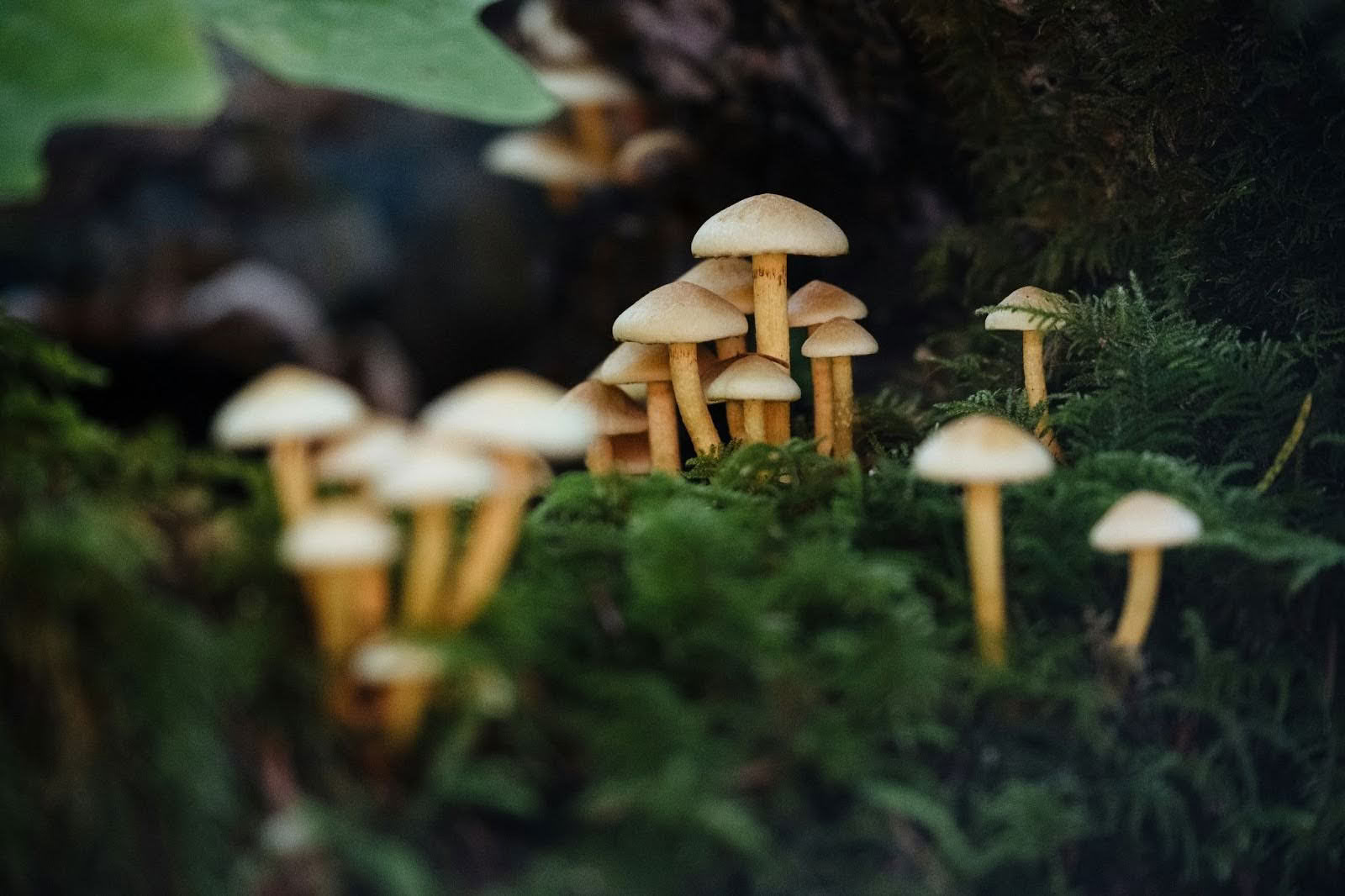 Energetic Reclamation | 8-day Women's Psilocybin & Cacao Immersion