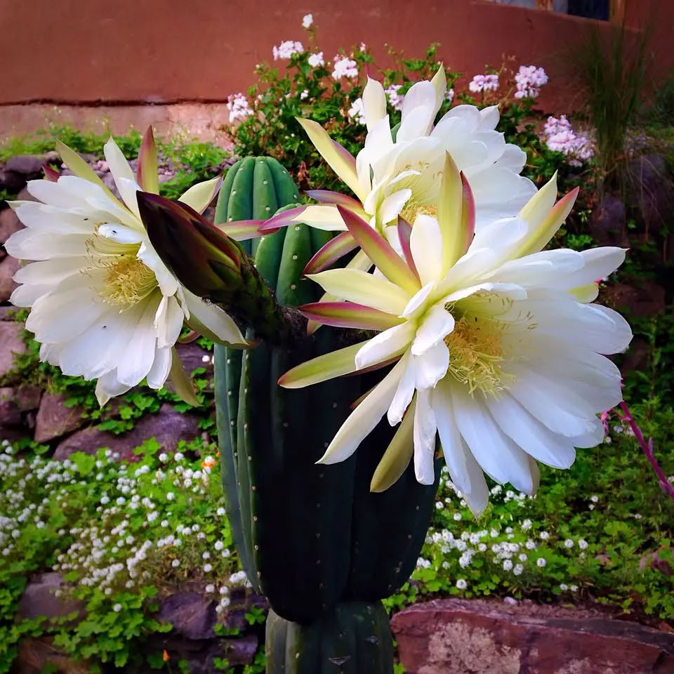 8 Day | 7 Night Trauma Informed Transformative New Year's Huachuma Immersion