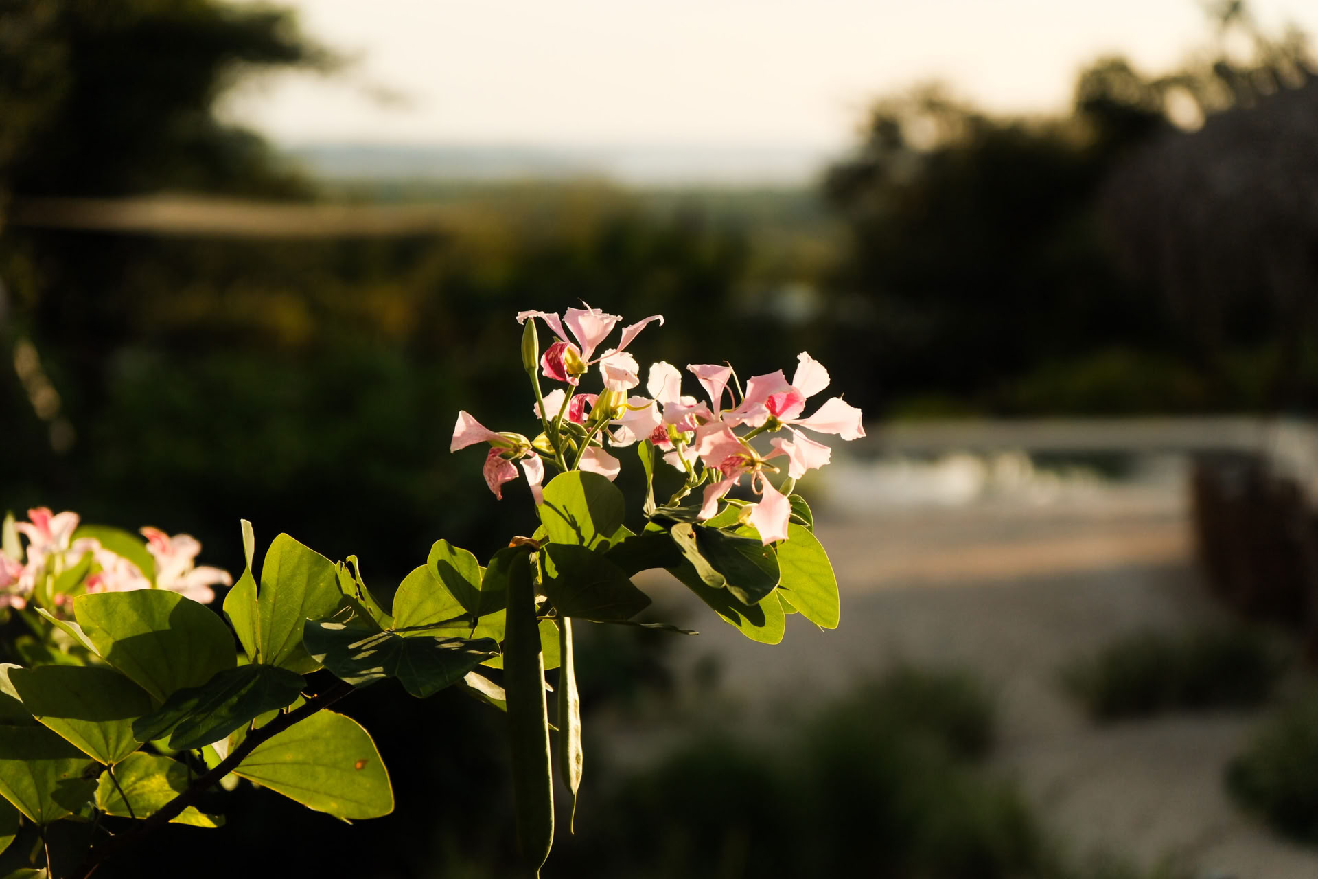 Embodied Sovereignty | A Women's Only San Pedro Retreat
