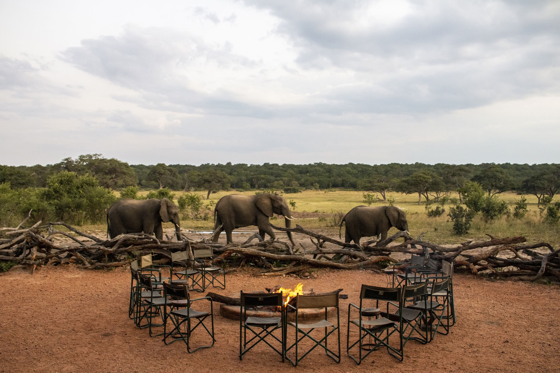 Health & Wellness Safari