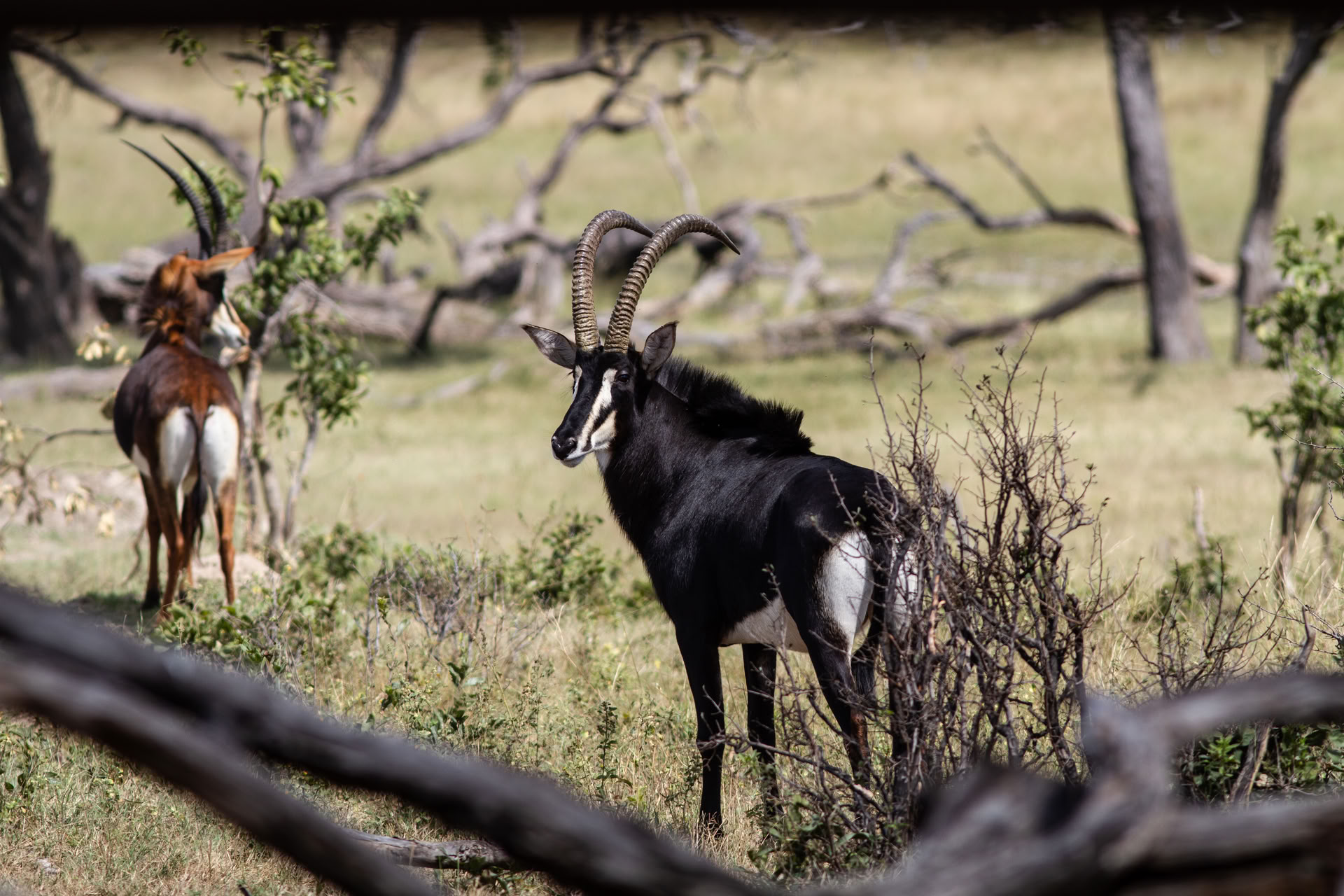Health & Wellness Safari