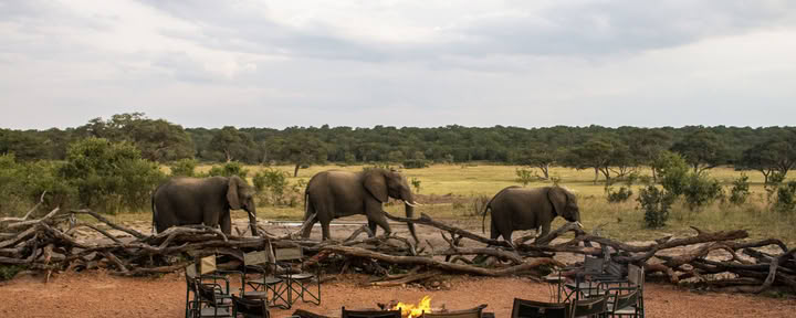 Health & Wellness Safari