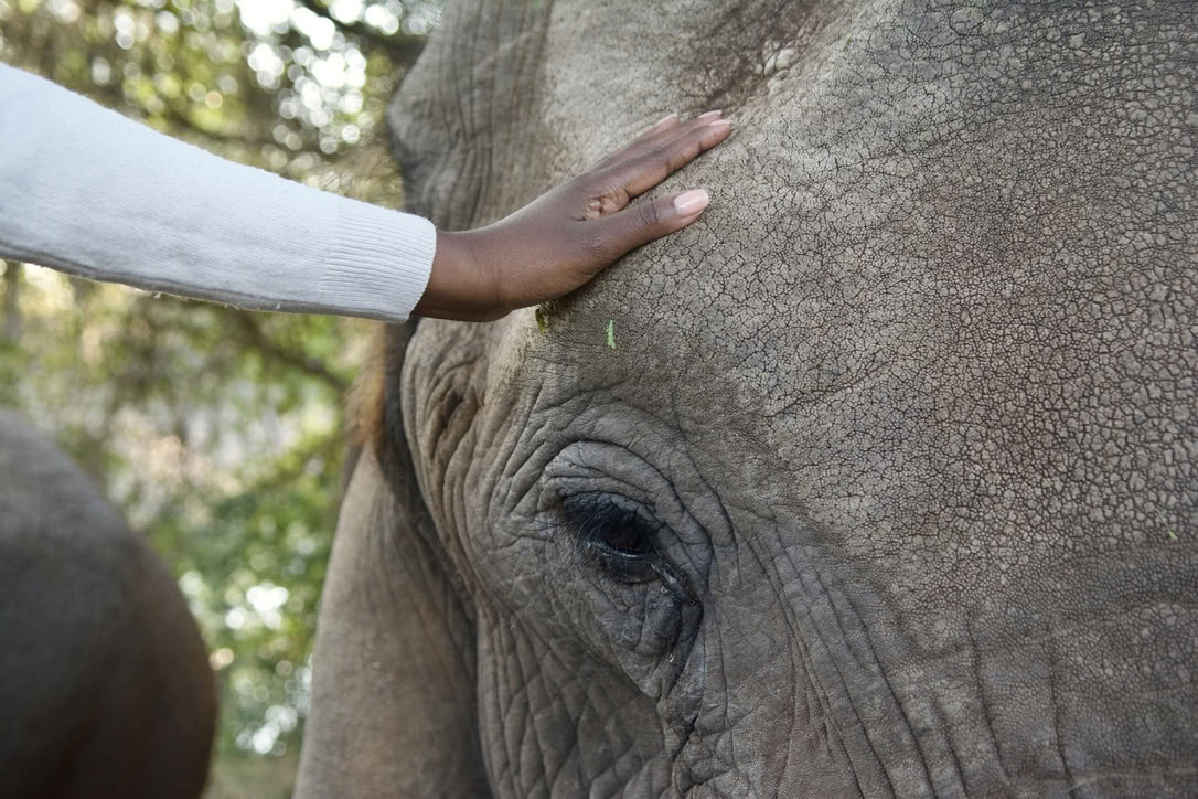 Yoga With Elephants