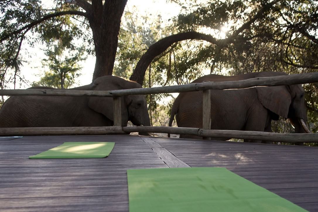 Yoga With Elephants