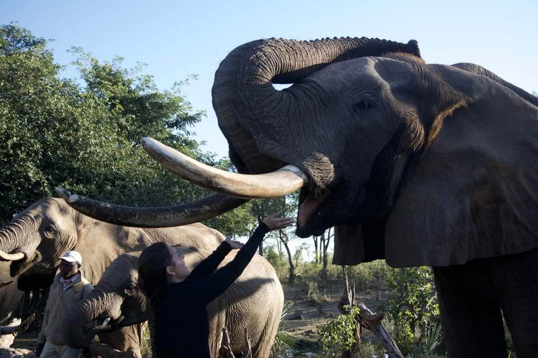 Yoga With Elephants