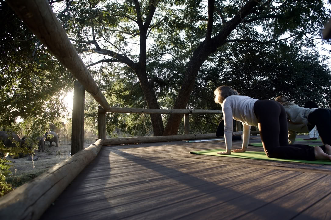 Yoga With Elephants