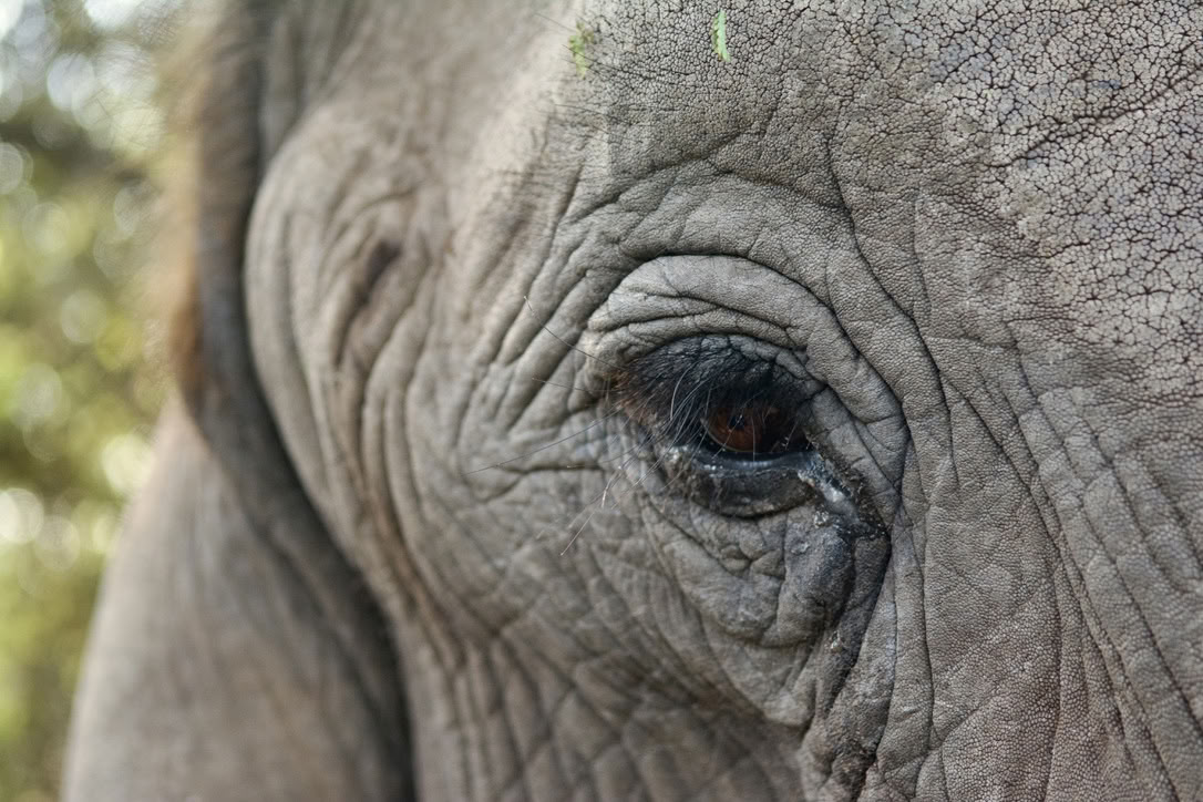 Yoga With Elephants