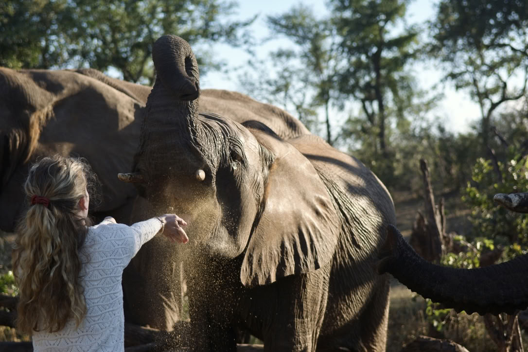 Yoga With Elephants