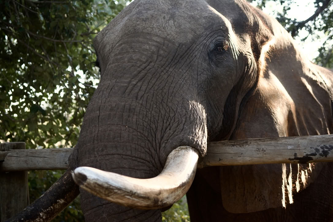 Yoga With Elephants