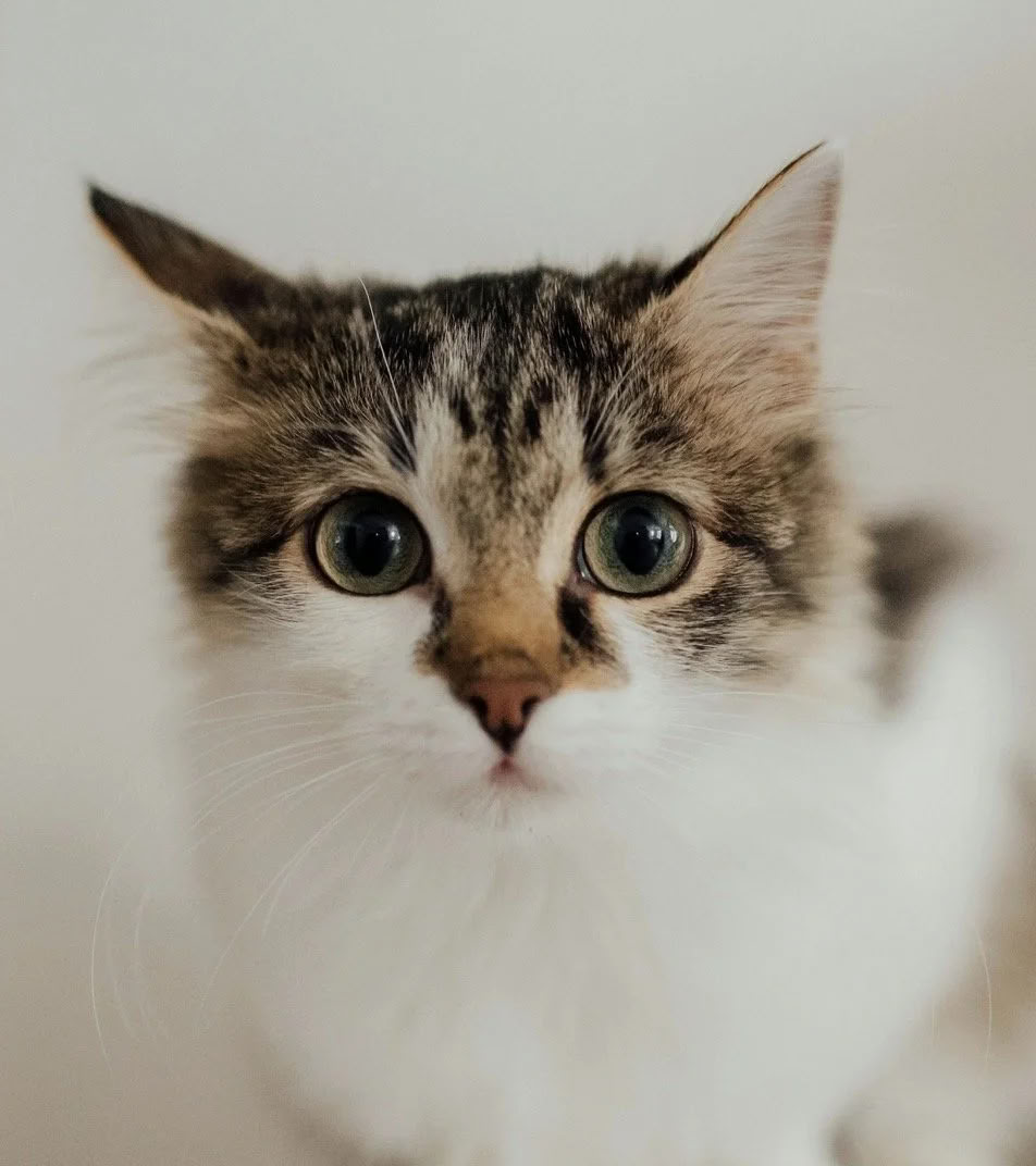Cat Yoga at Kokoro