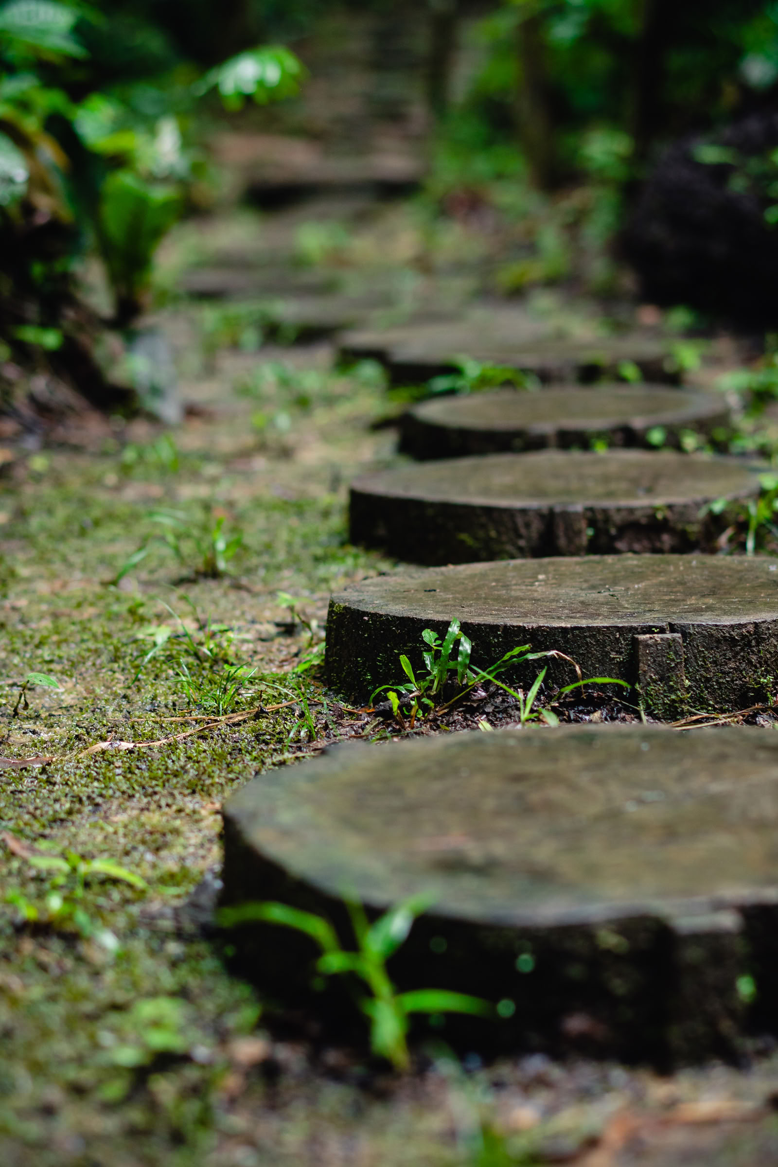 Master Plants June 2026 Retreat (12-Day)