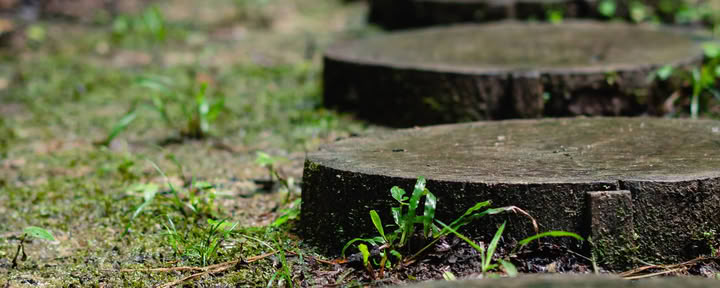 Ayahuasca August 2026 Renewal Retreat (12-Day)