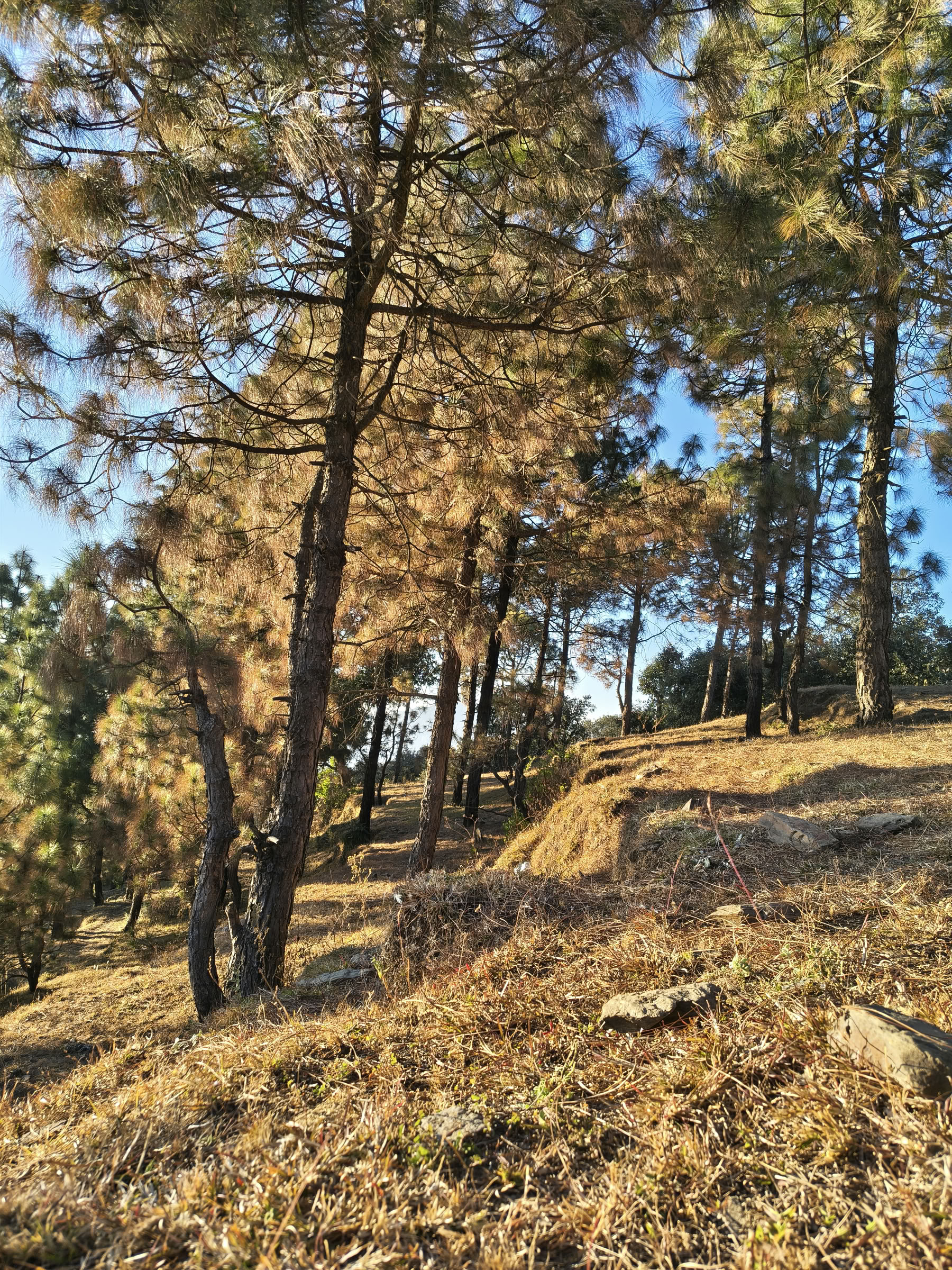 Anumati Retreat (May 2026)