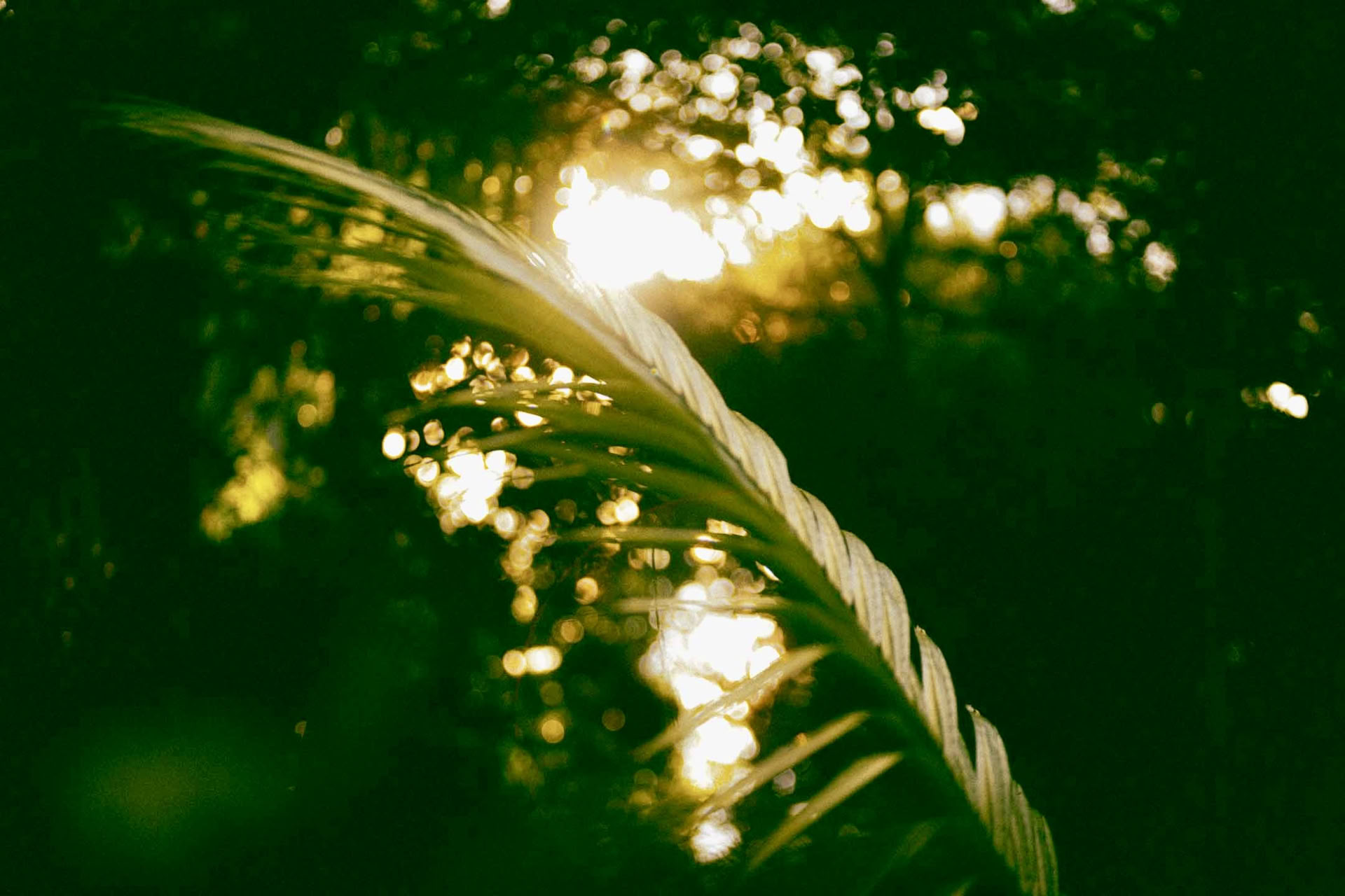 6 Day Ayahuasca Retreat