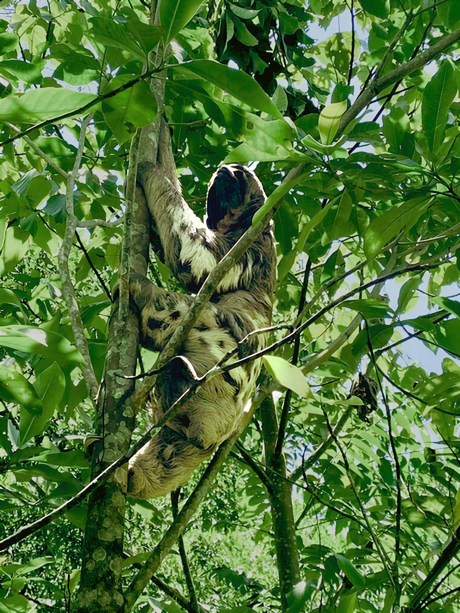6 Day Ayahuasca Retreat