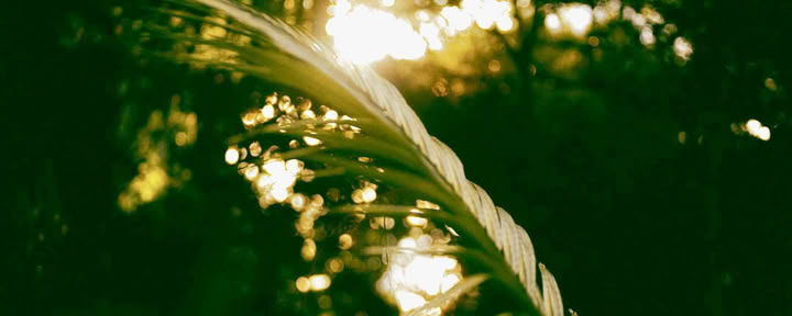 6 Day Ayahuasca Retreat