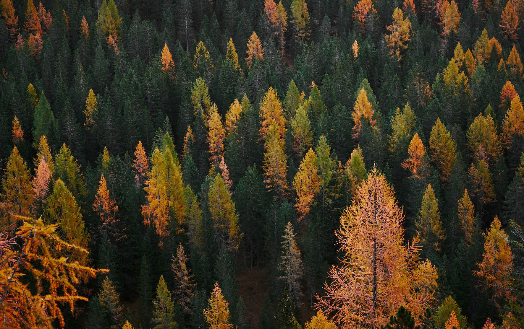 Earth Retreat