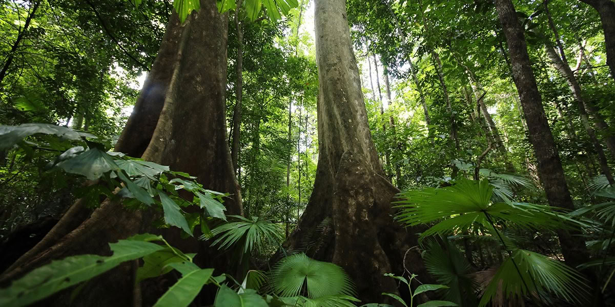 Plant Spirit Connection: Summer Edition — The Aligned Collective