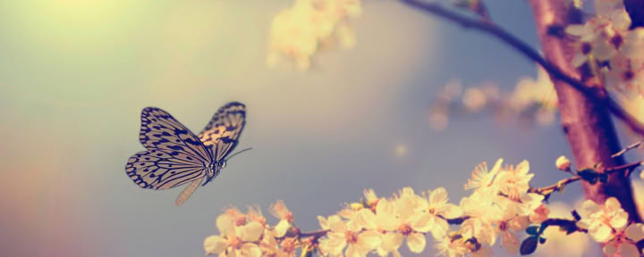 Usui Reiki Master Retreat with Gwen