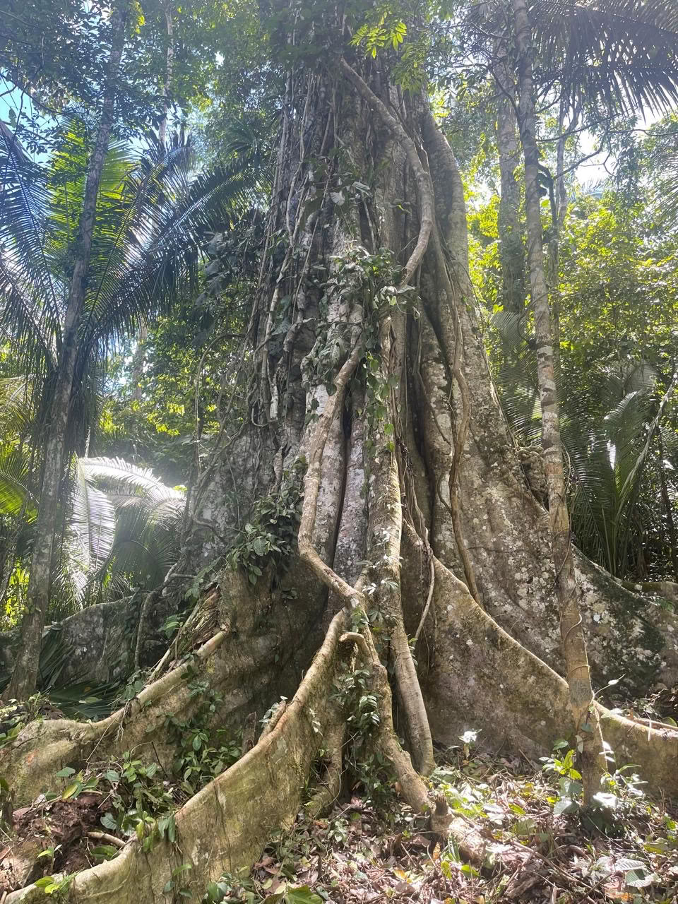 15 Day Retreat: Roots of Transformation