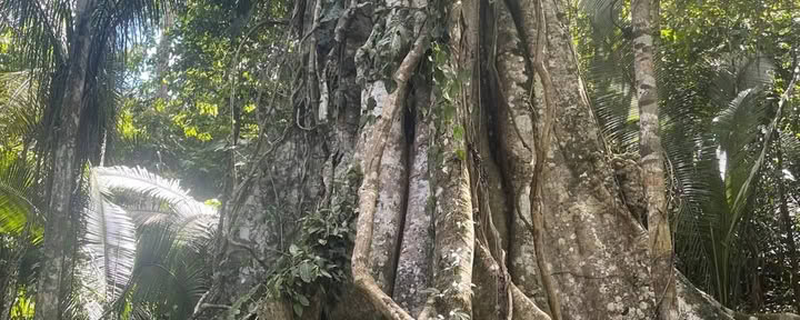 15 Day Retreat: Roots of Transformation