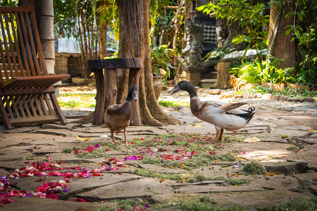 Package 3: Healing Journey: "Cleansing and Purification" (3 days / 2 nights)