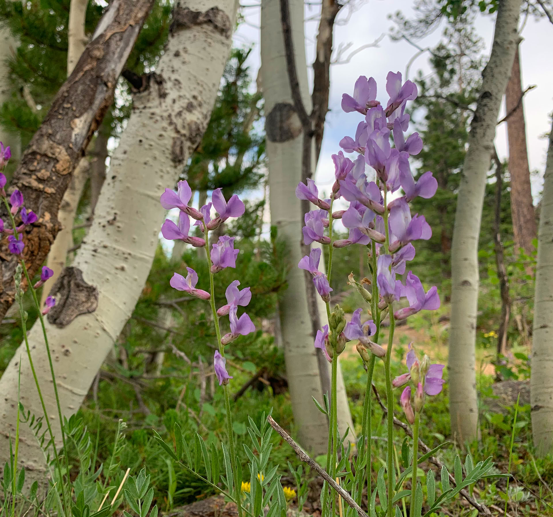 Healing Sound, Healing Plants: Kirtan Chanting, Sound Healing & Wild Plants