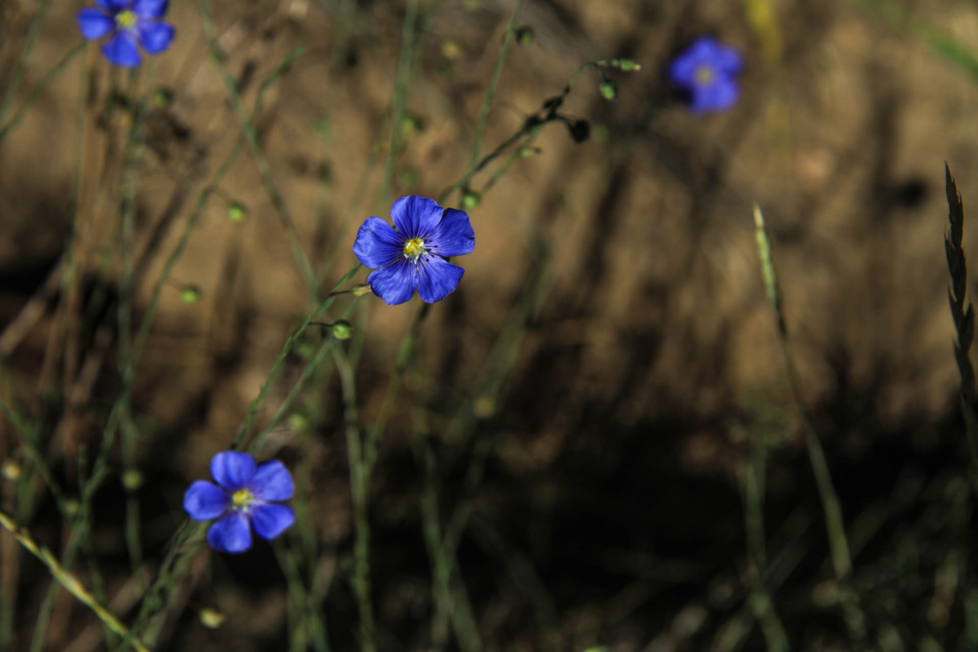 Healing Sound, Healing Plants: Kirtan Chanting, Sound Healing & Wild Plants