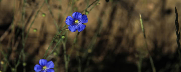 Healing Sound, Healing Plants: Kirtan Chanting, Sound Healing & Wild Plants