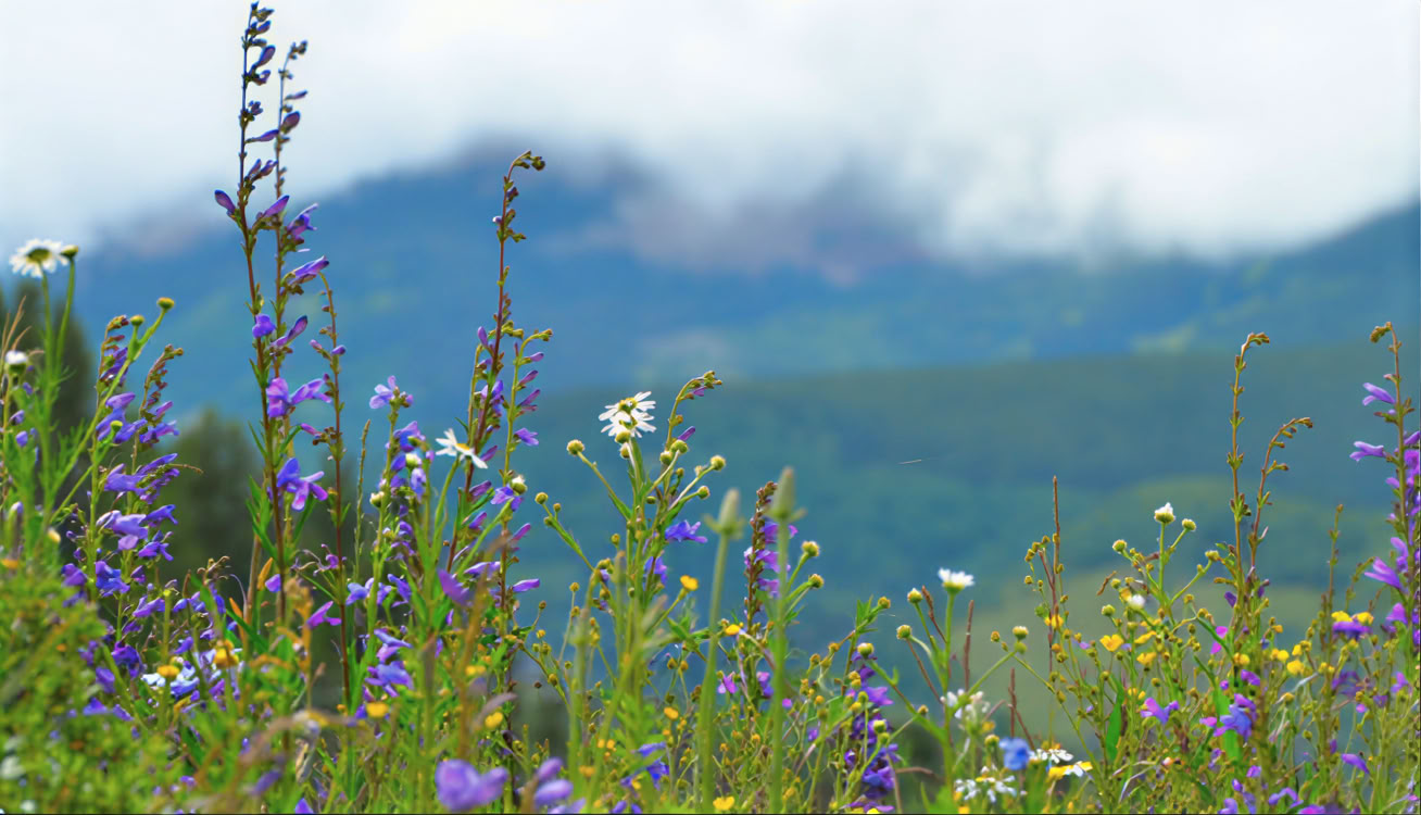 Sitting in Beauty: A 5-day Silent Meditation Retreat