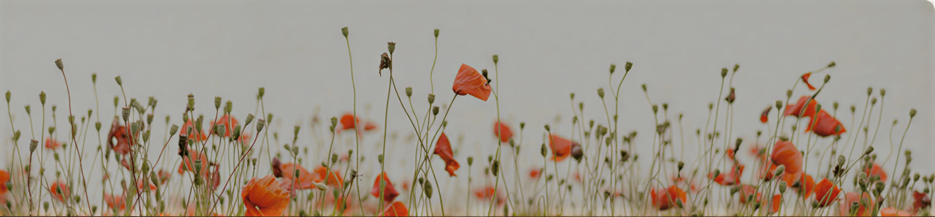 Freedom from Suffering: A Weekend of Healing through Unconditional Self-Love, Mindfulness Meditation & QiGong
