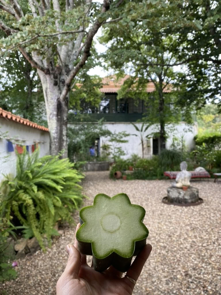 Psilocybin & Wachuma Retreat