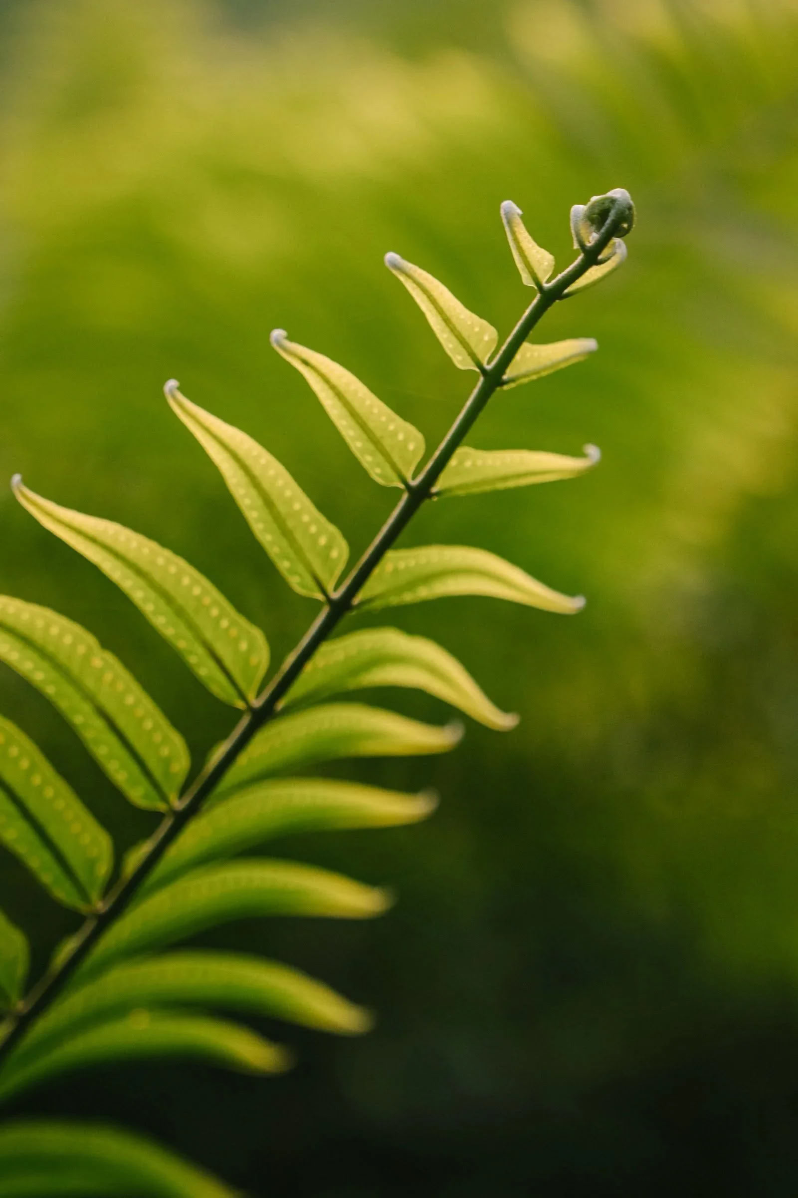 Intimate Ayahuasca Retreat - Kinkara Costa Rica