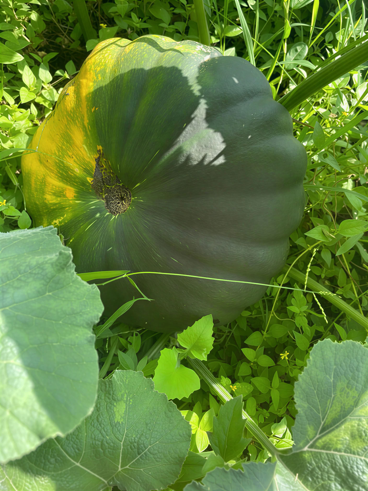 Pancha Kosha Meditation & Detoxification Retreat