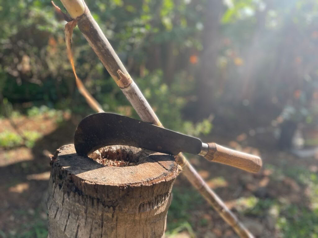 Pancha Kosha Meditation & Detoxification Retreat