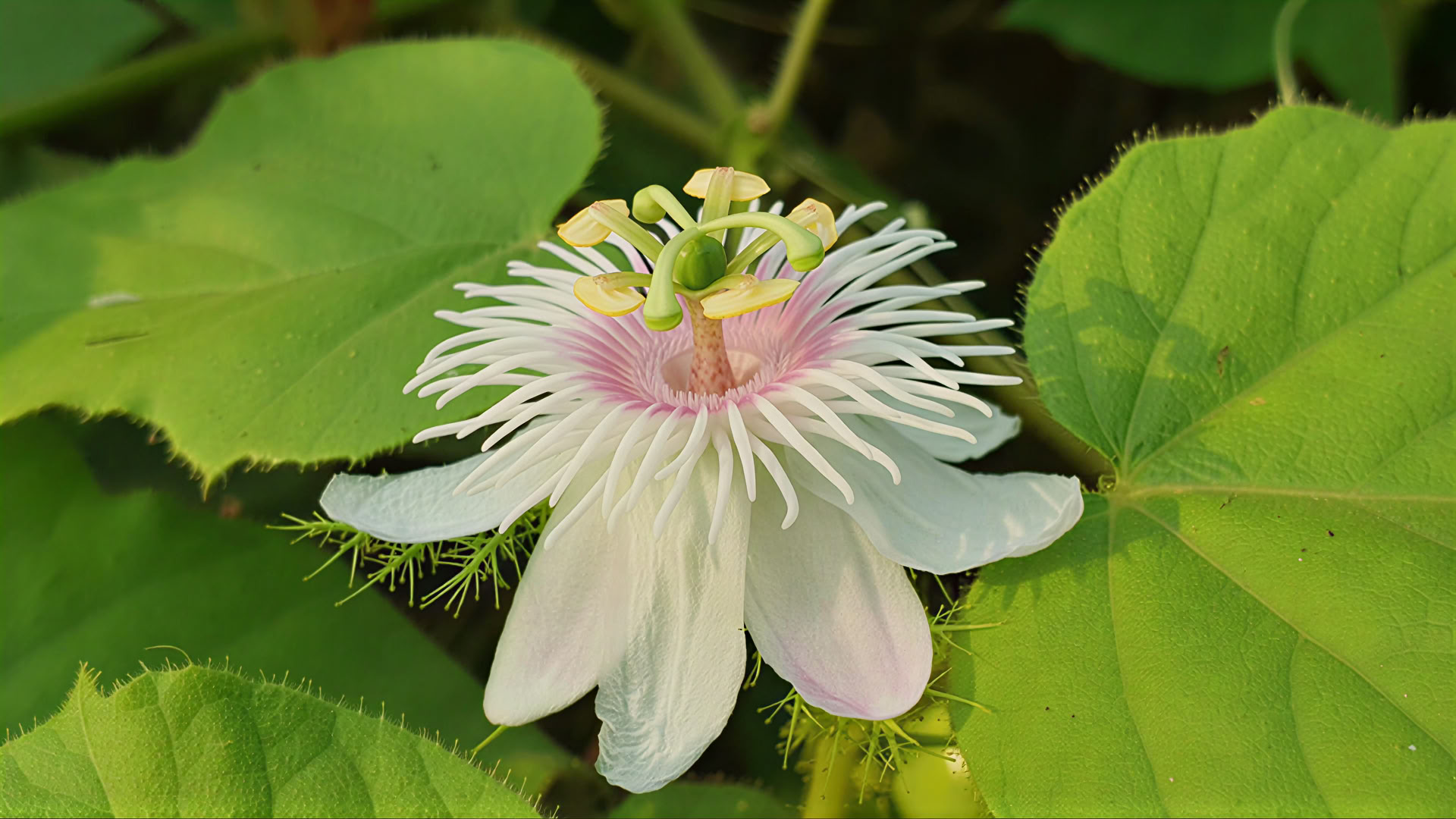3-day Swa Shakti Wellness & Meditation Retreat