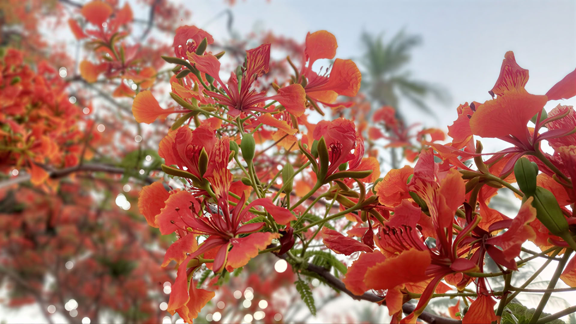 7-day Swa Siddhi Wellness & Meditation Retreat