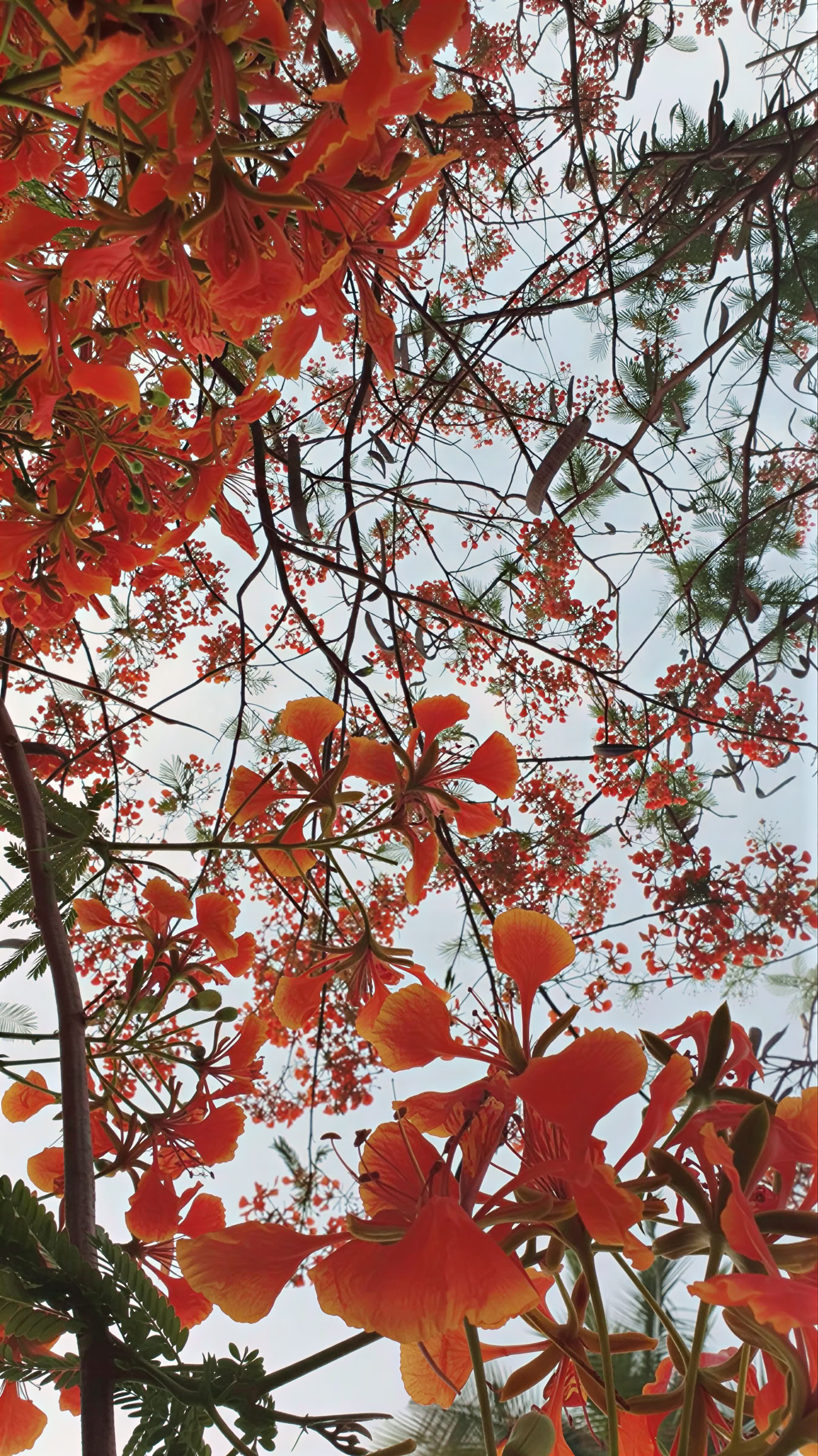 Brahma Mouna Silence & Wellness Retreat