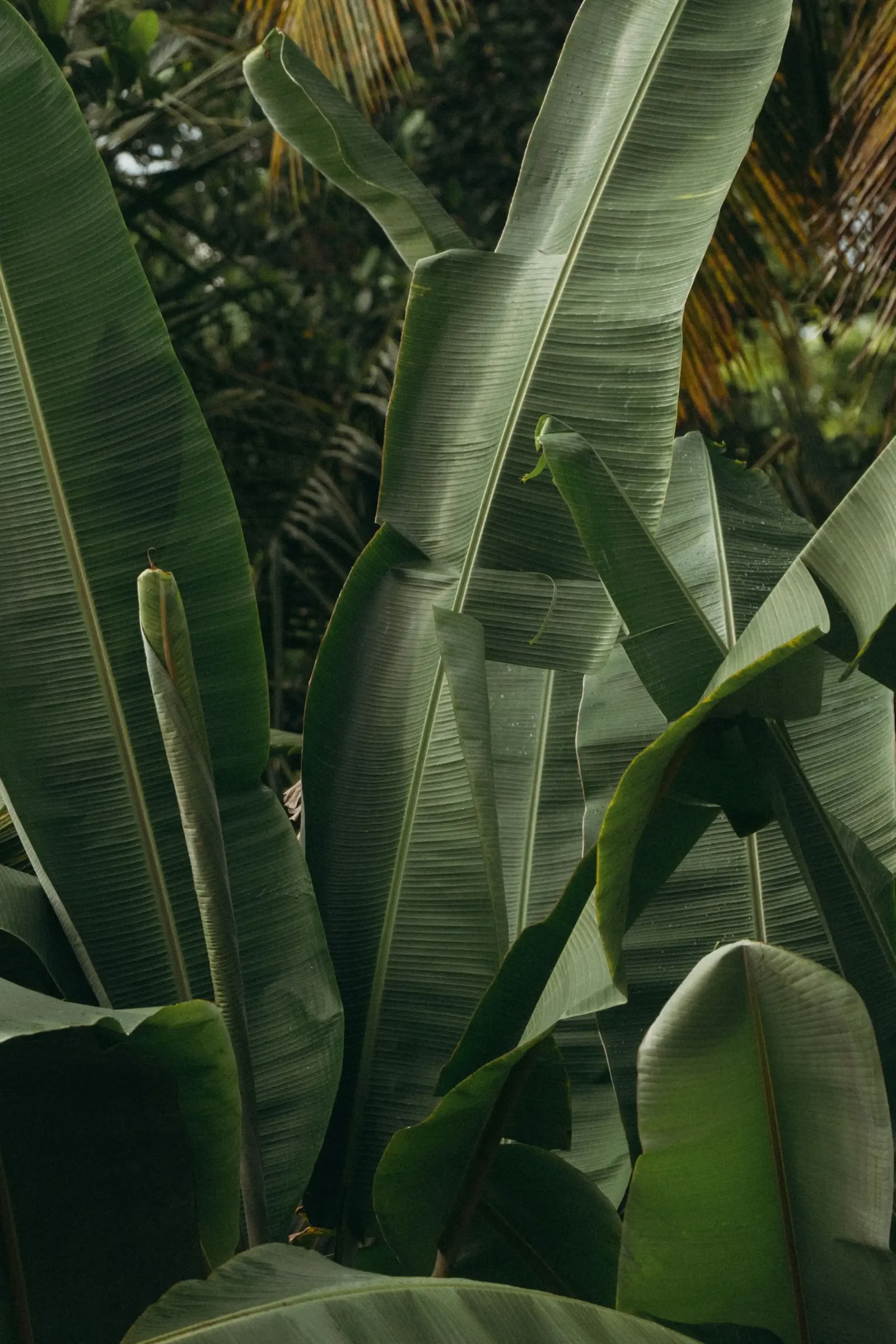 100-Hour Vinyasa + Yin YTT